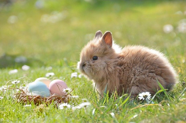 Flauschiges hellbraunes Kaninchen auf einer Wiese vor einem kleinen Osternest, das mit drei pastellfarbenen Ostereiern in blau, gelb und rosa gefüllt ist.