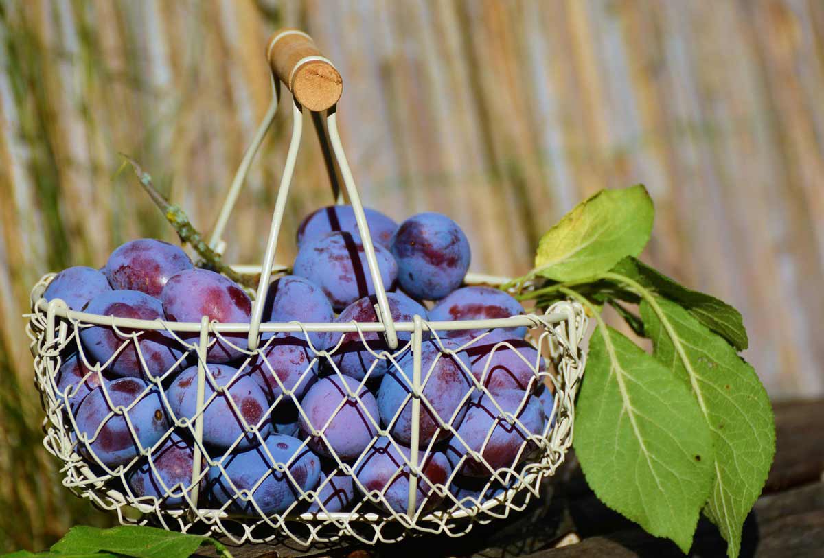 Obstkorb gefüllt mit blauen Pflaumen.